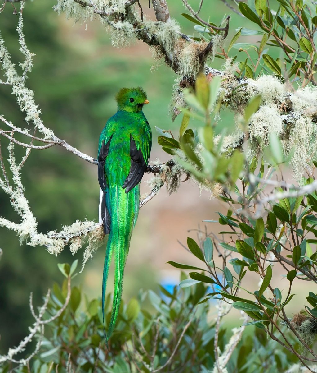 Зеленый Квезаль