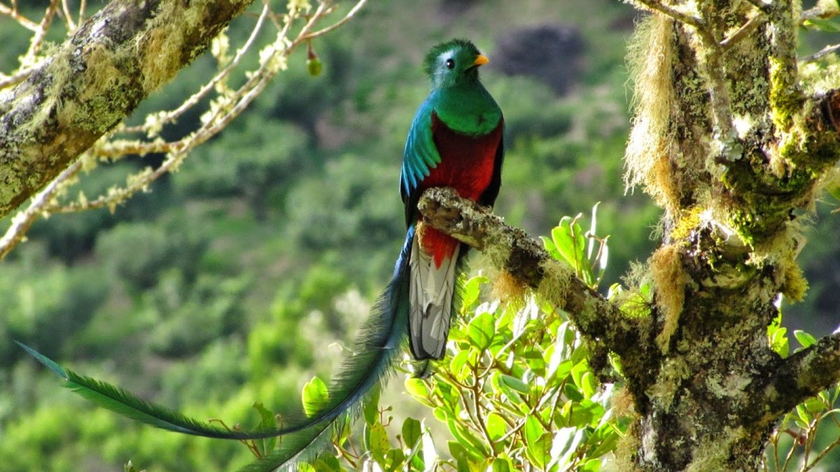 Мексиканская птица кетцаль