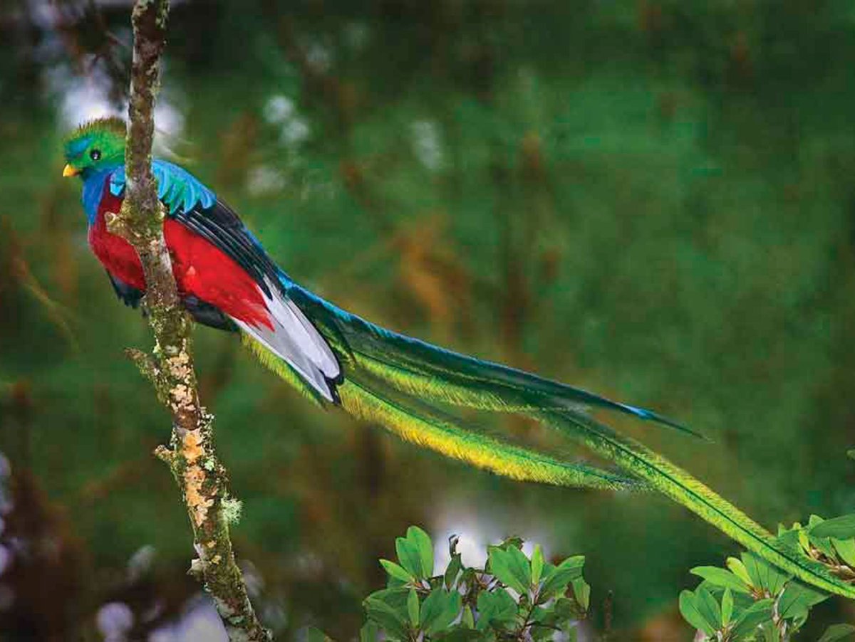 Квезаль птица самка