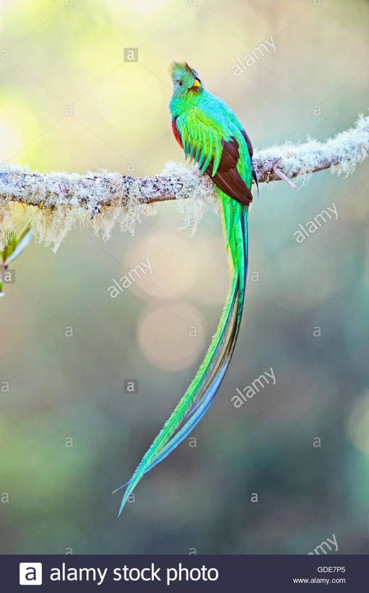 Золотоголовый Кецаль