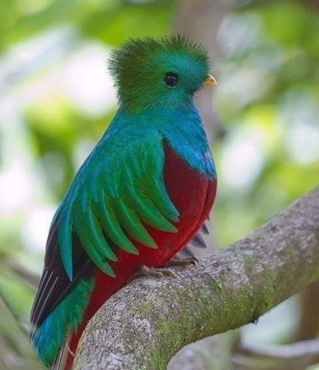 Квезаль самка