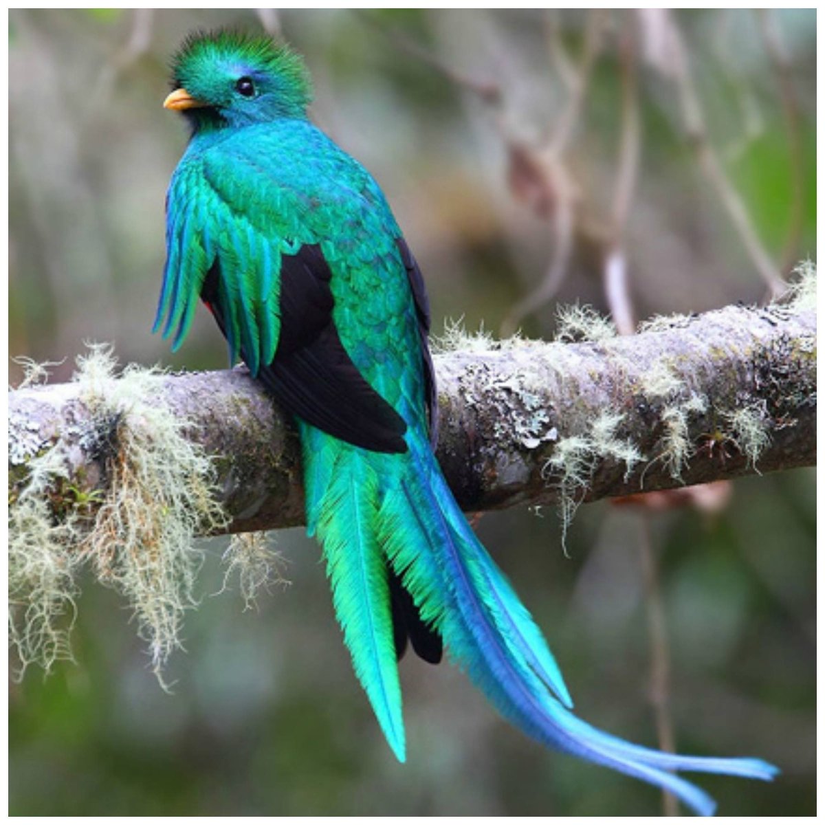 Кетцаль птица Коста-Рика