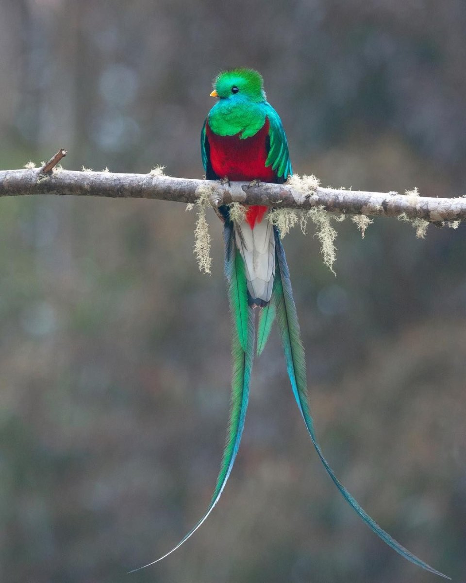 Квезаль птица