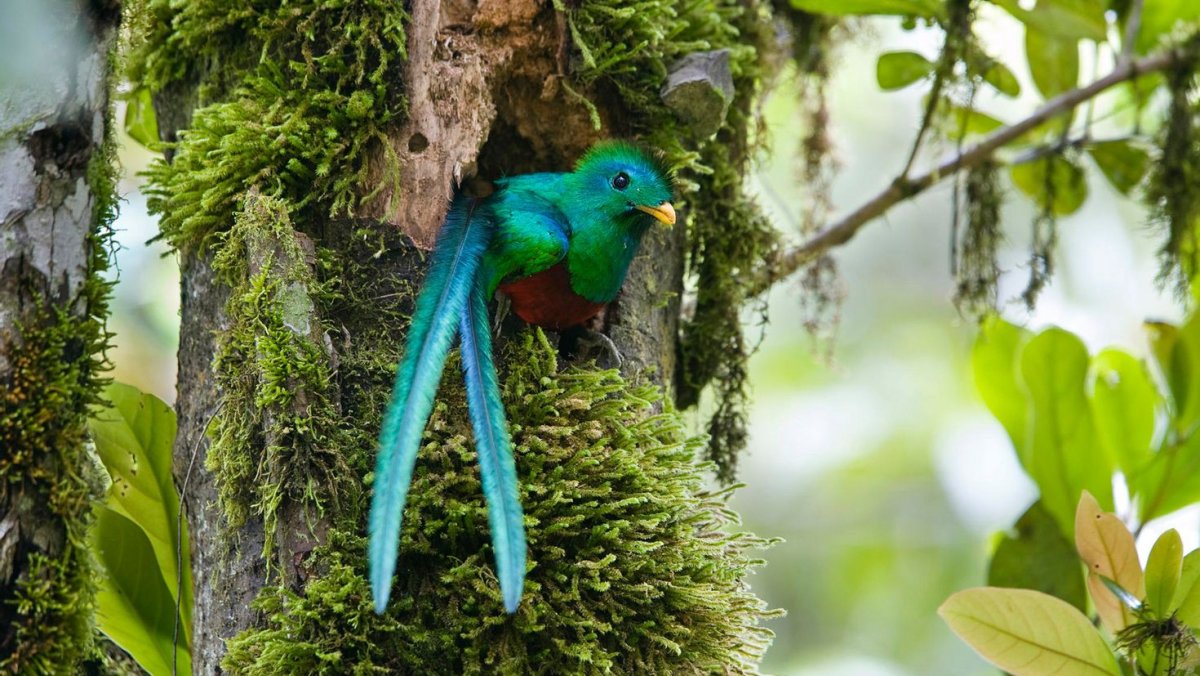 Птица кетцаль в полете
