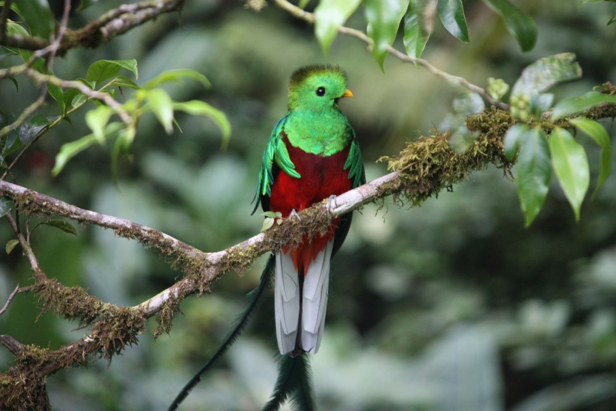 Птица Квезаль (кетцаль)