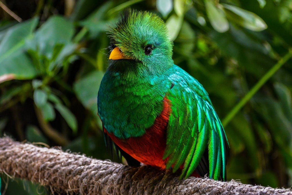 Священная птица ацтеков