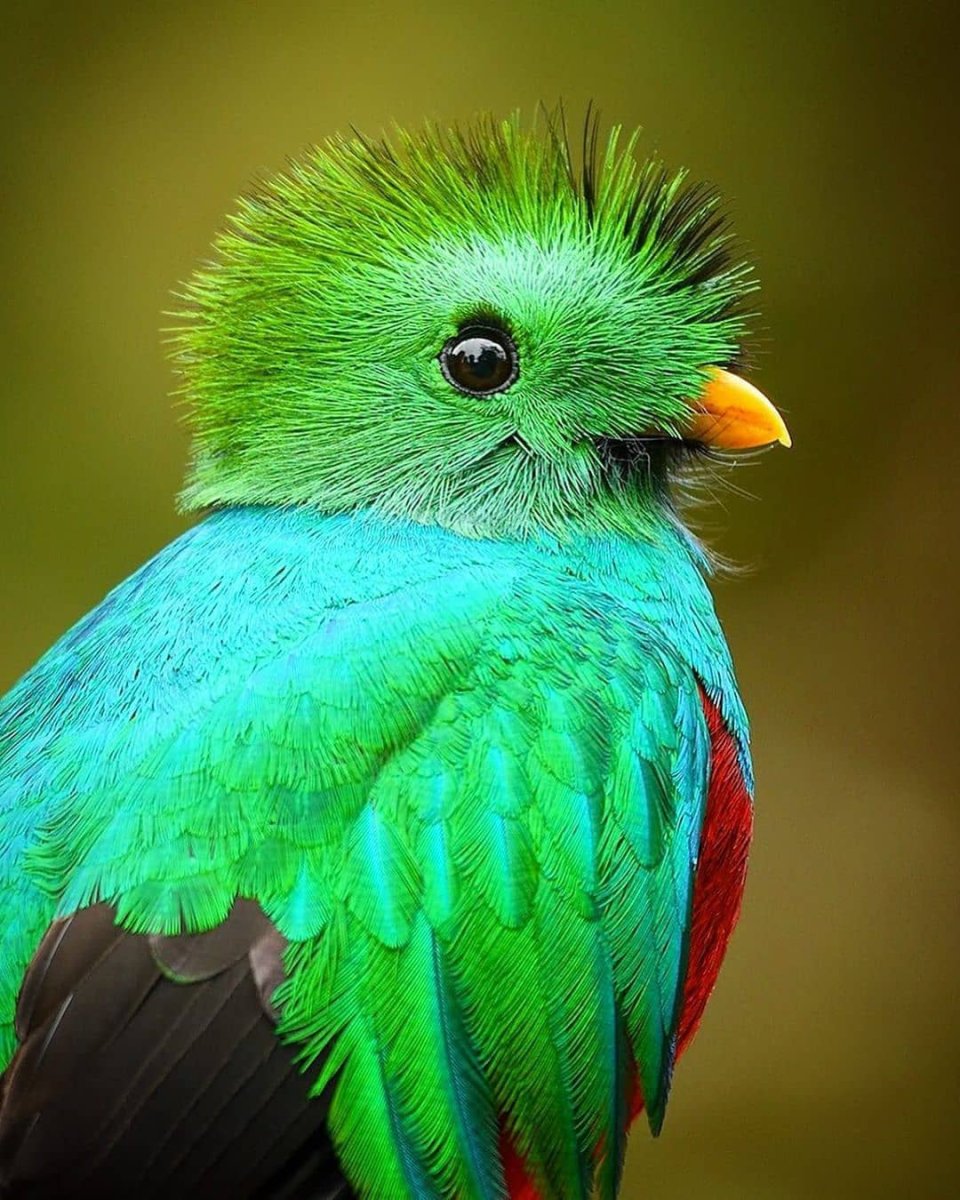 Птенцы Квезаль