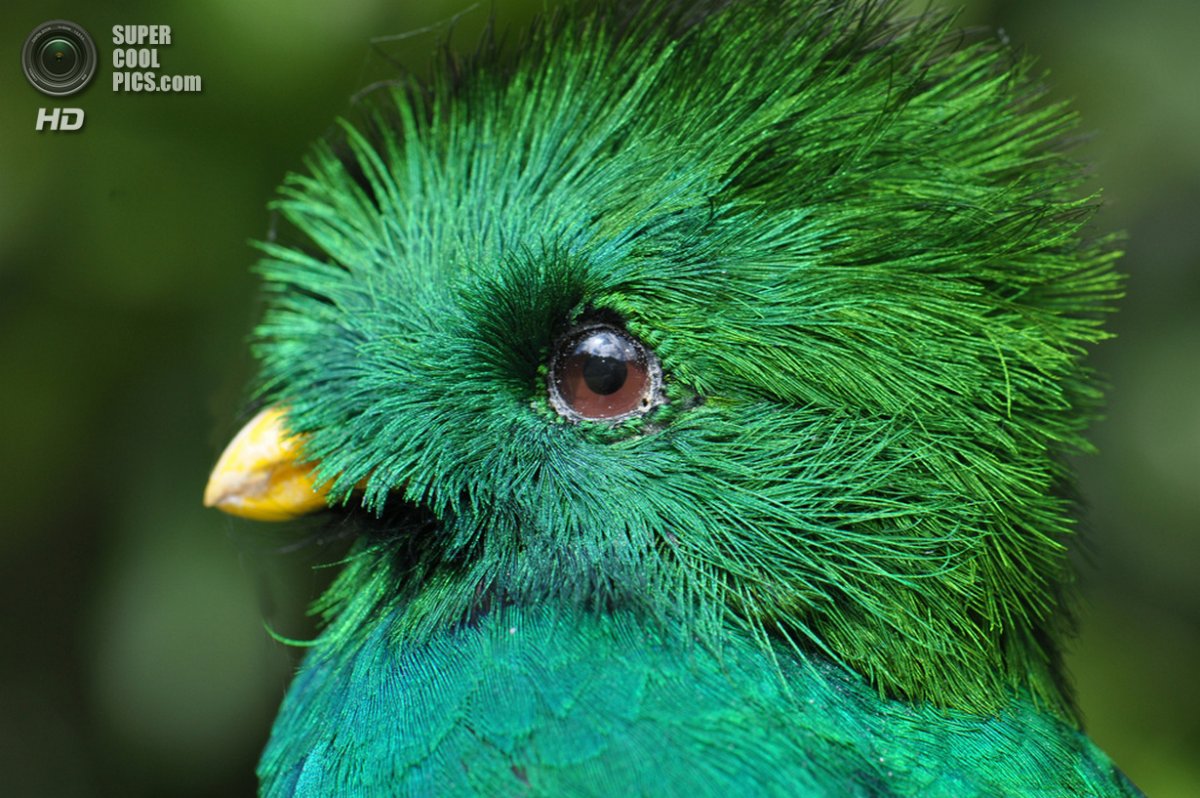 Квезаль самка