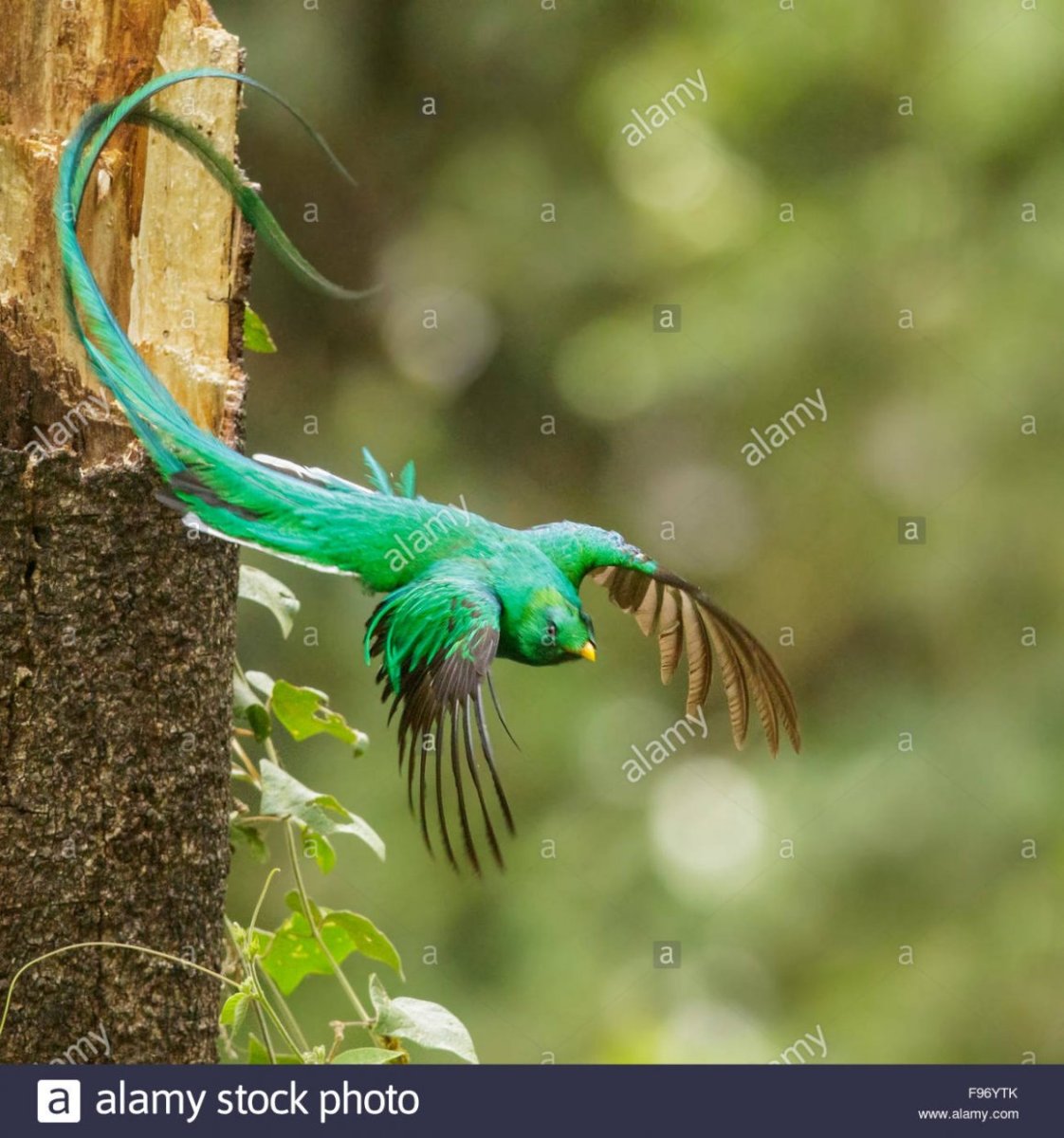 Pharomachrus mocinno