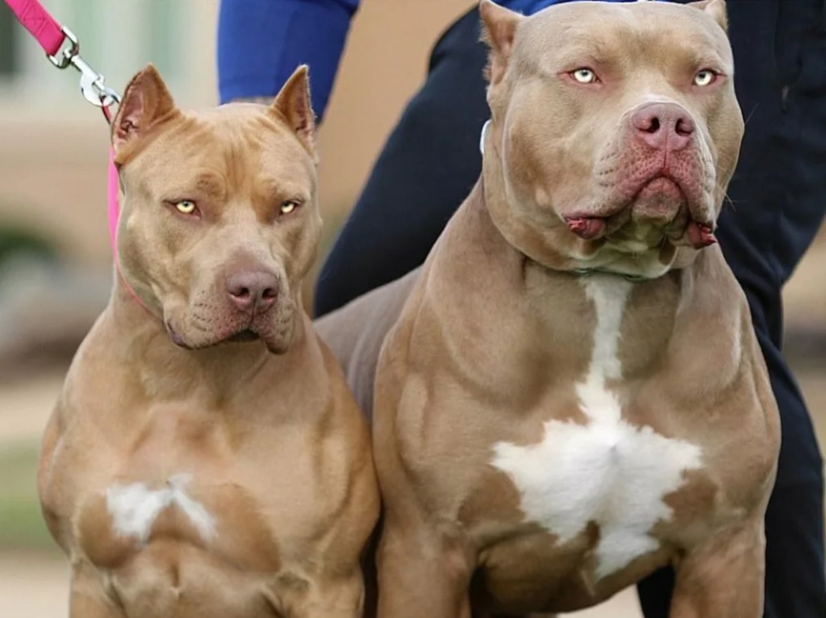 Стаффордширский бультерьер бои