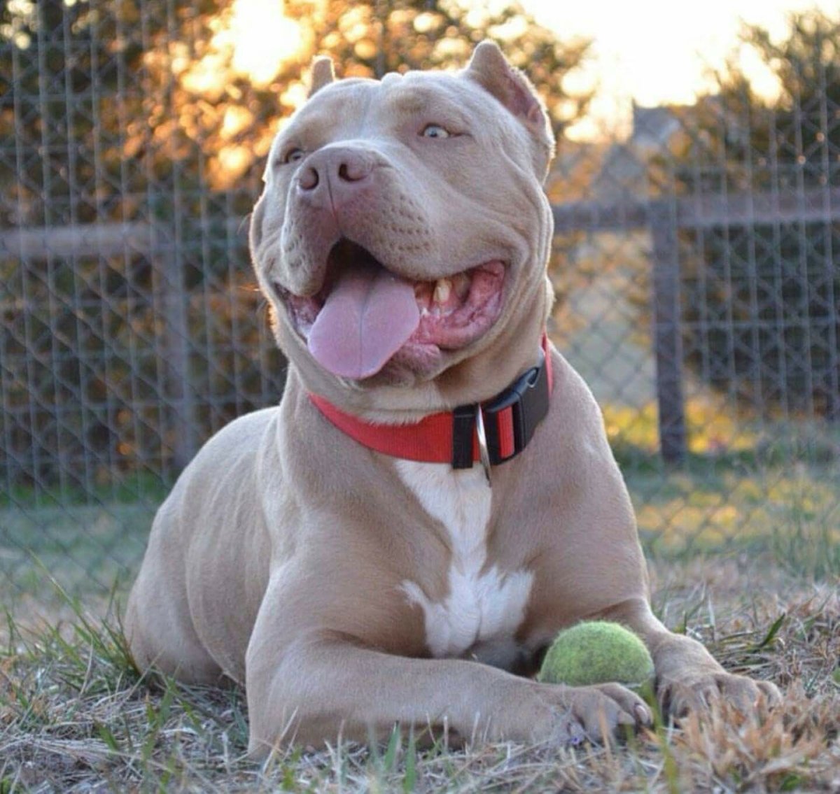 Сторожевая собака питбуль