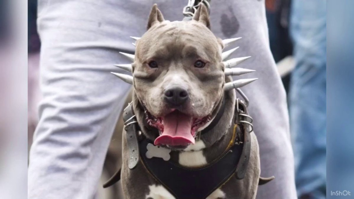 Стаффордширский терьер американский питбультерьер