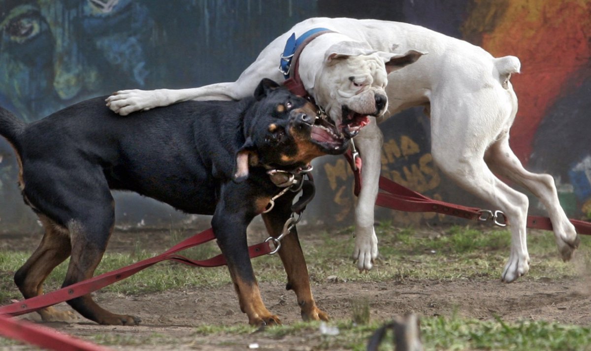 Кангал питбуль Доберман