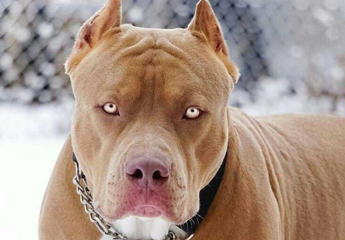 Американский питбультерьер черный злой