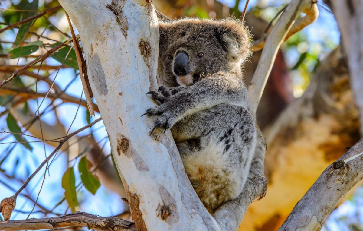 Коала на ветке