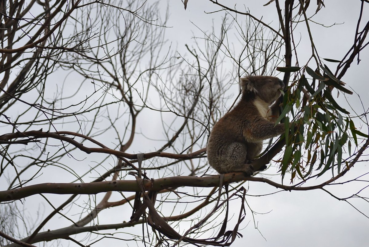 Животные которые лазят по деревьям