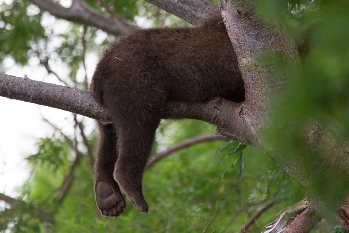 Медведь на дереве
