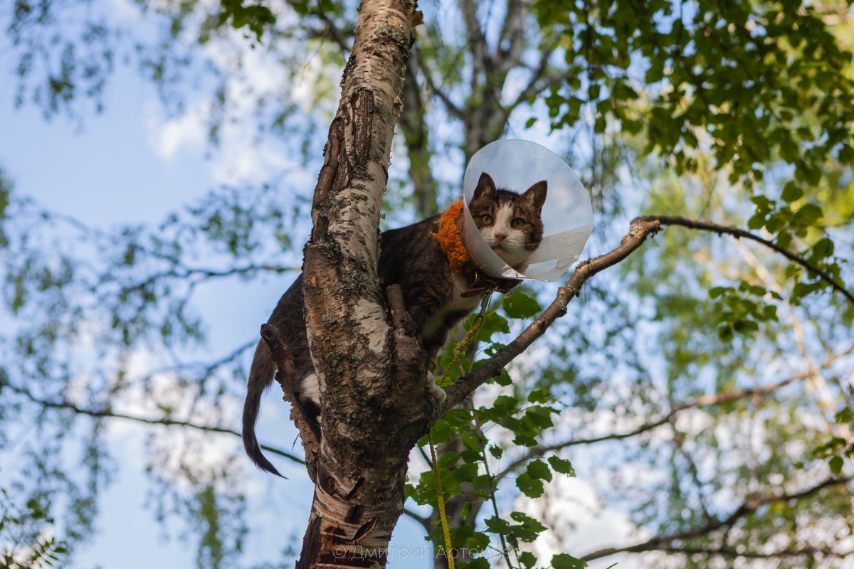 Кошки лазить по деревьям