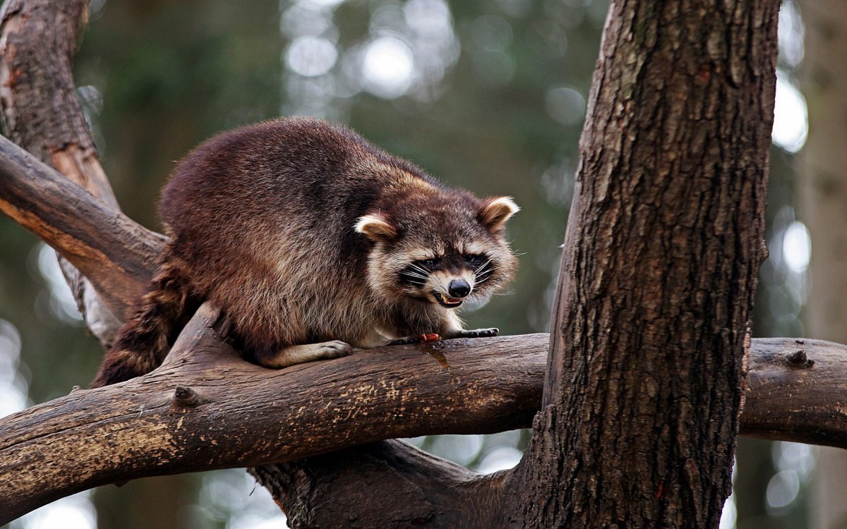 Енот полоскун на дереве