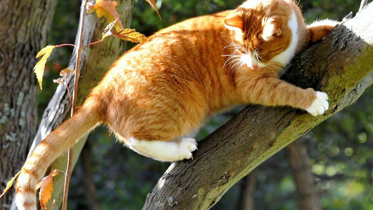 Кошки лазают по деревьям