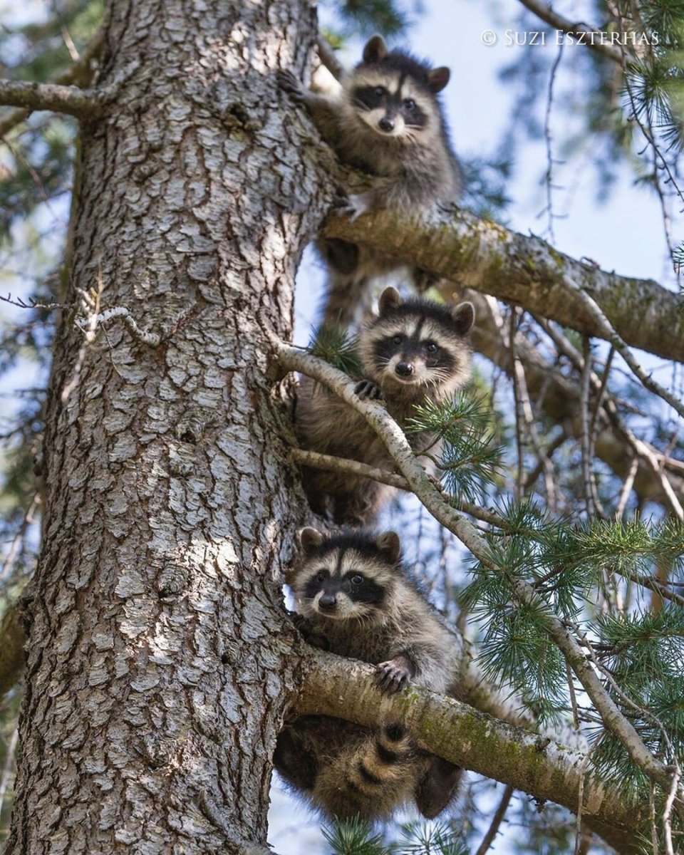 Енот лазит по деревьям