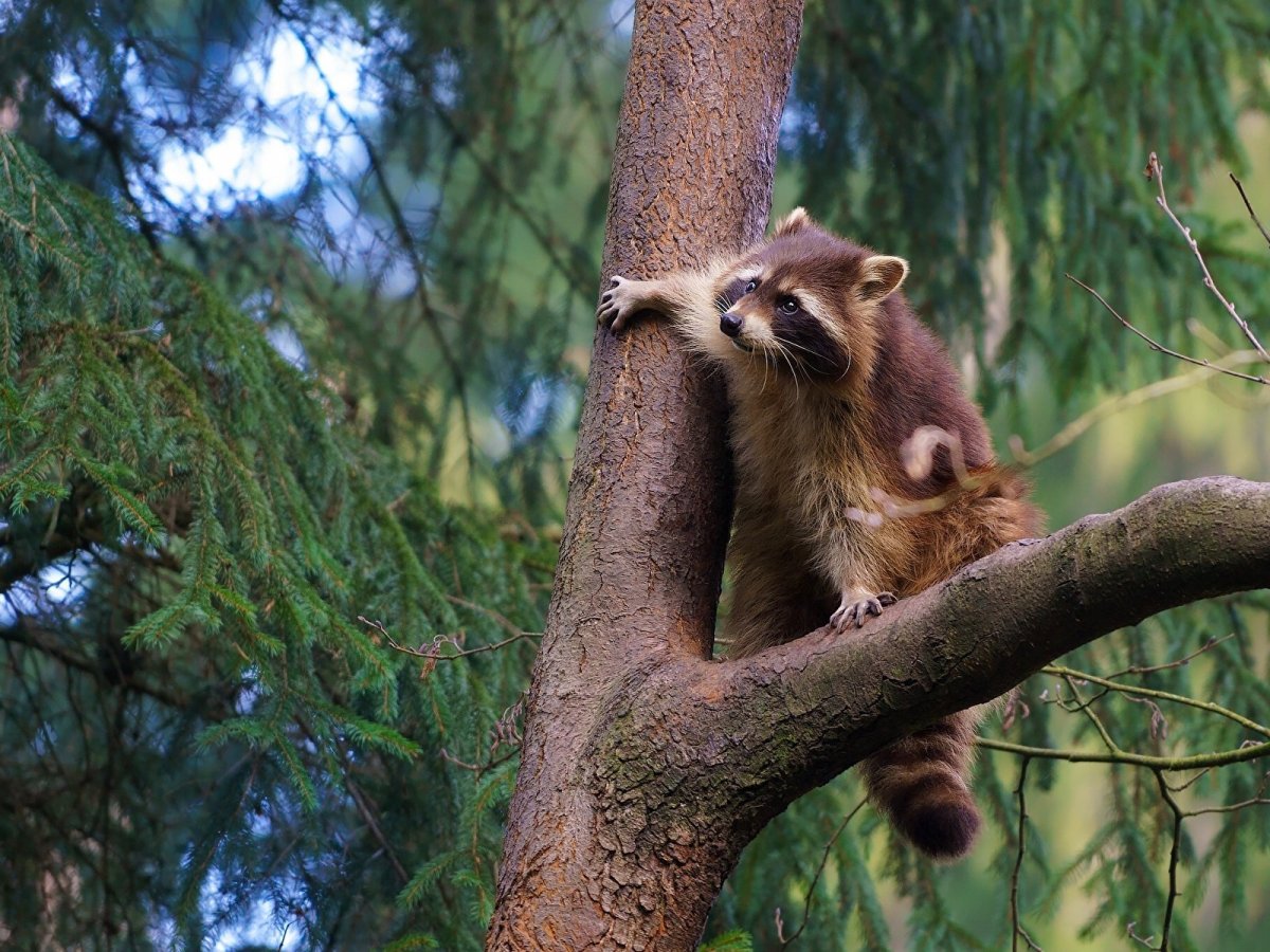 Животные лазающие по деревьям