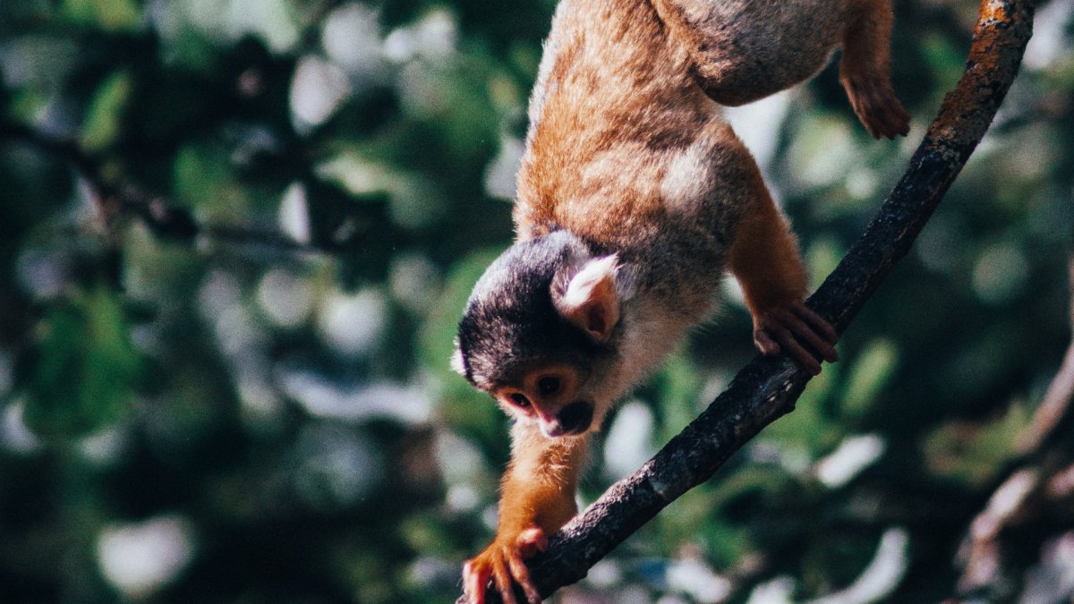 Животные лазающие по деревьям