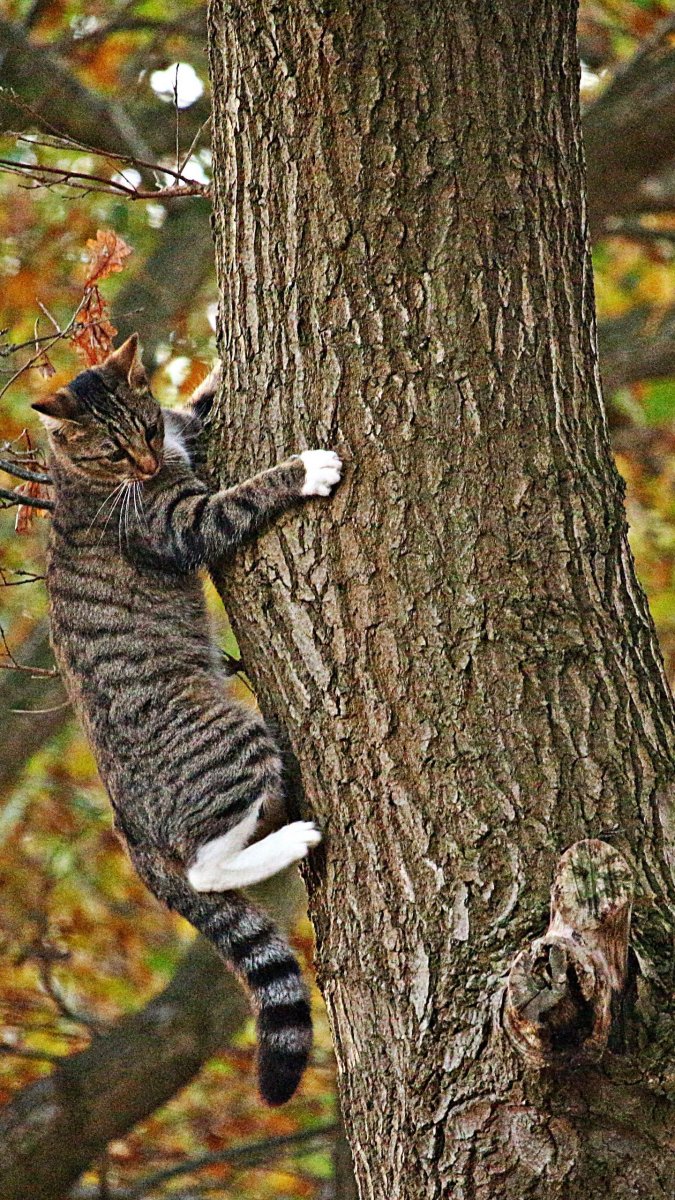 Кот на дереве