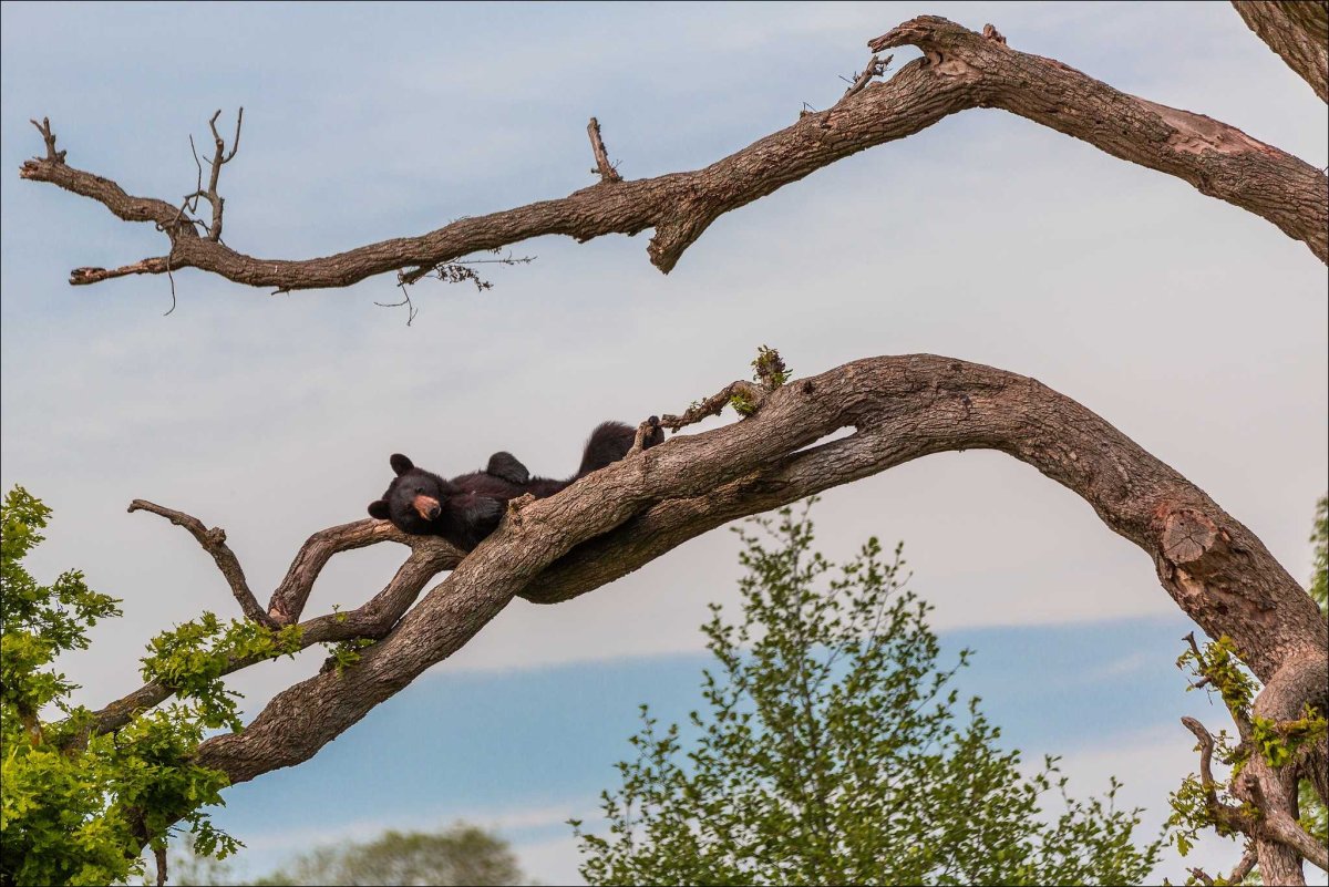 Лазать по деревьям