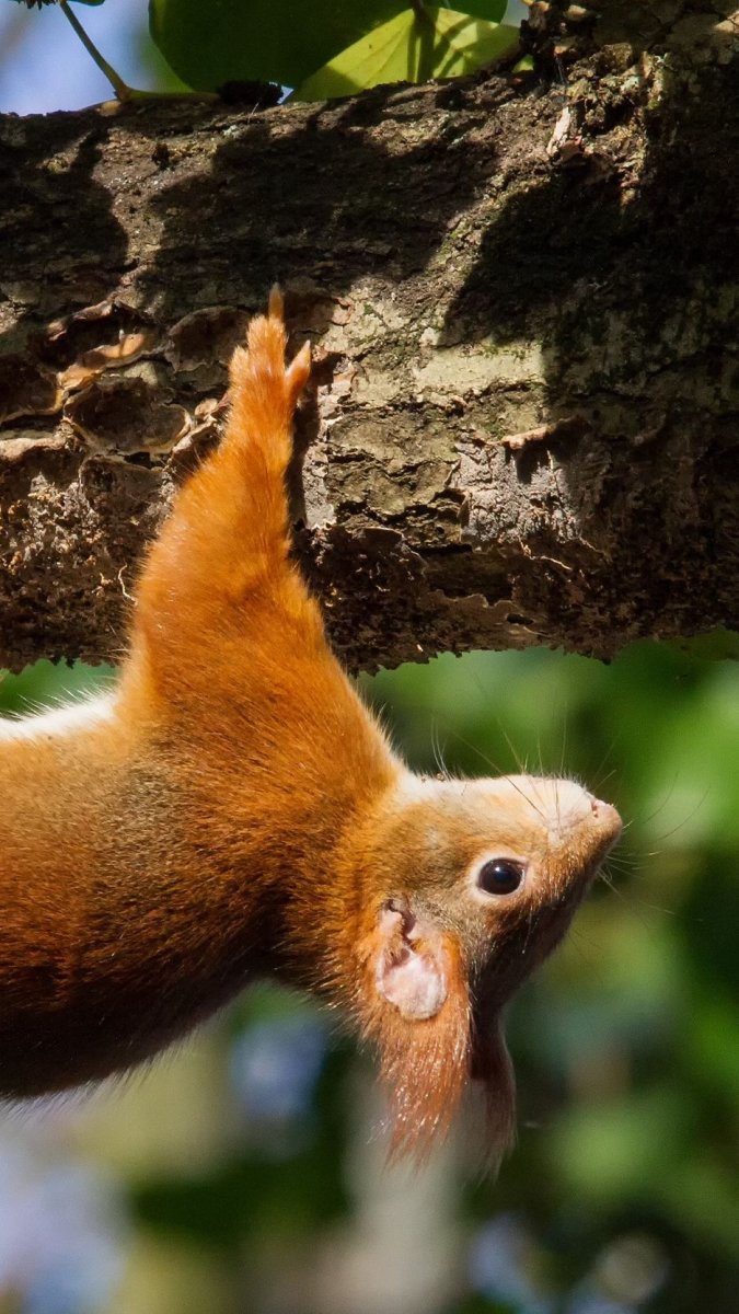 Животные которые лазают по деревьям