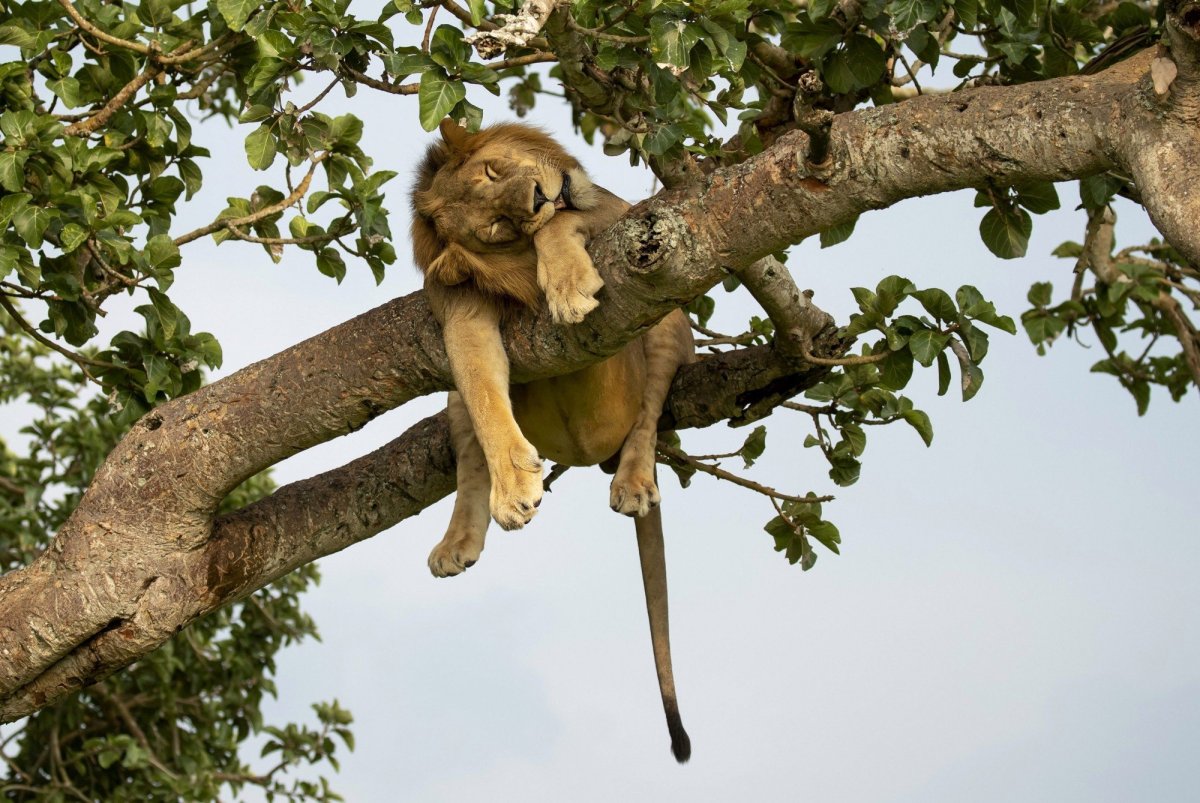 Животные лазающие по деревьям