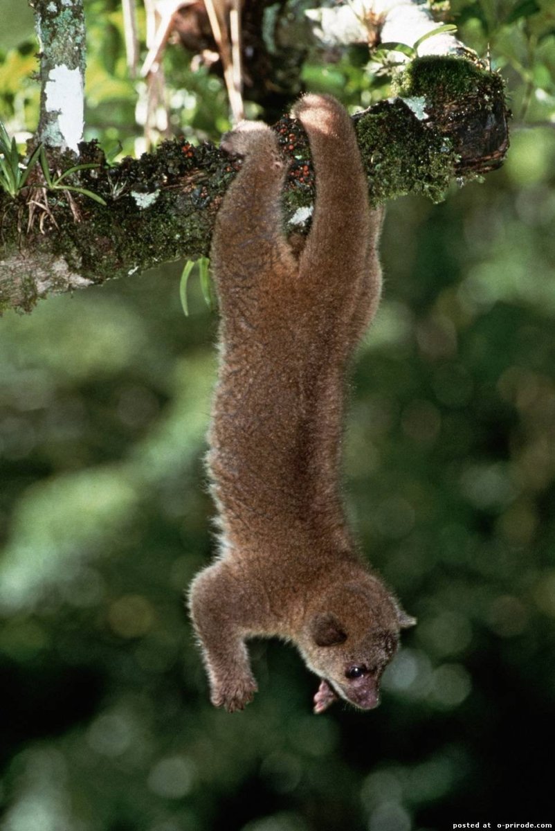 Лемур кинкажу