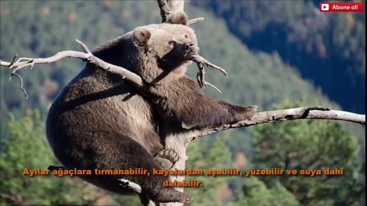 Медведь залазит на дерево