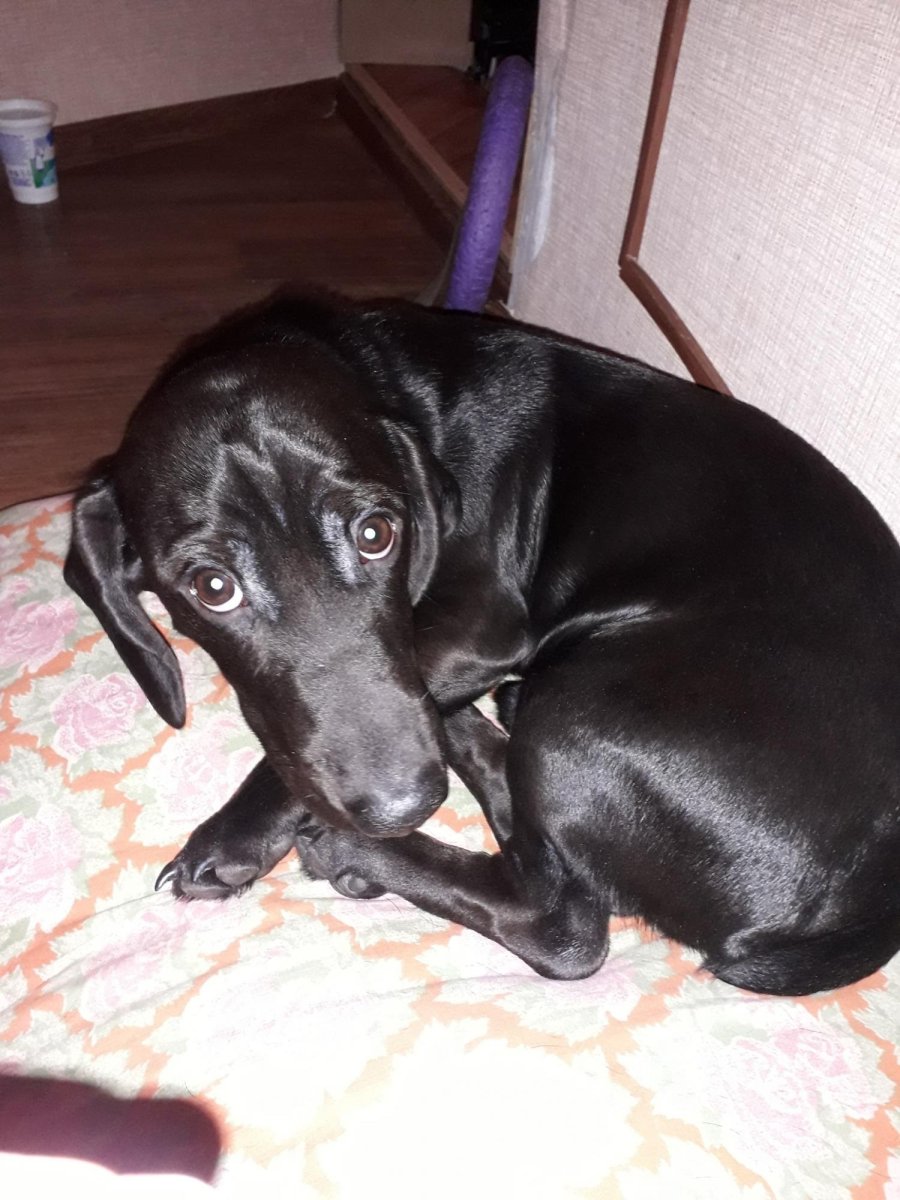 Русский спаниель черный гладкошерстный