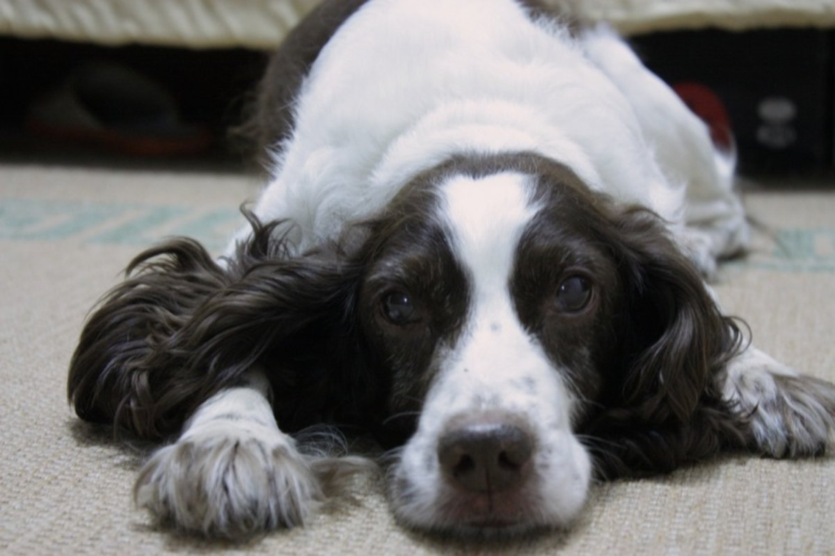 Русский охотничий спаниель белый