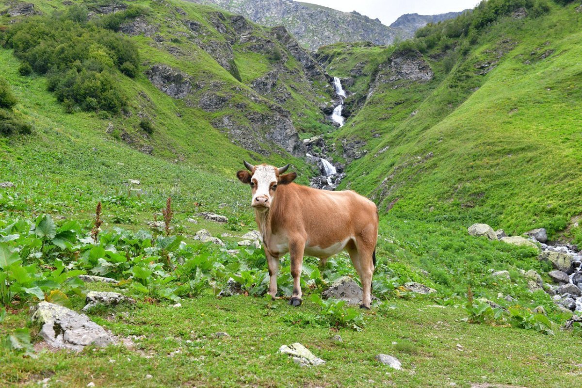 Животные из инстаграма