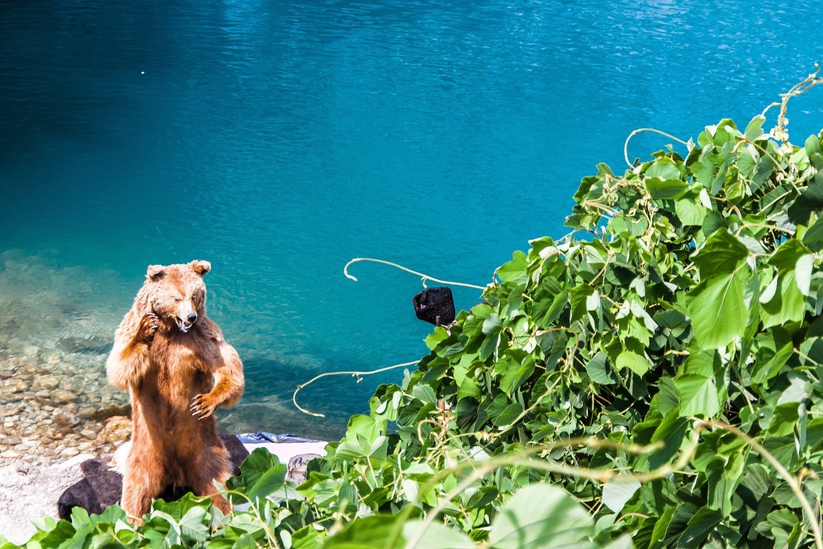 Звери Абхазии