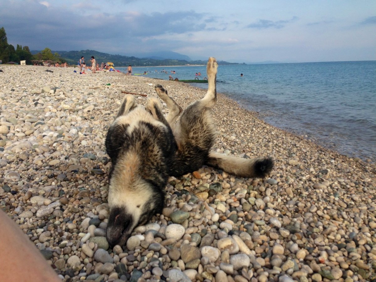 Марал Тянь Шанский