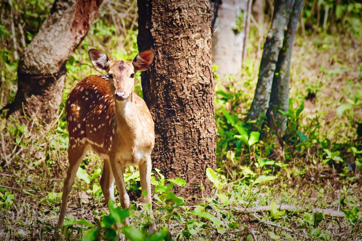 Швейцарский хайленд корова