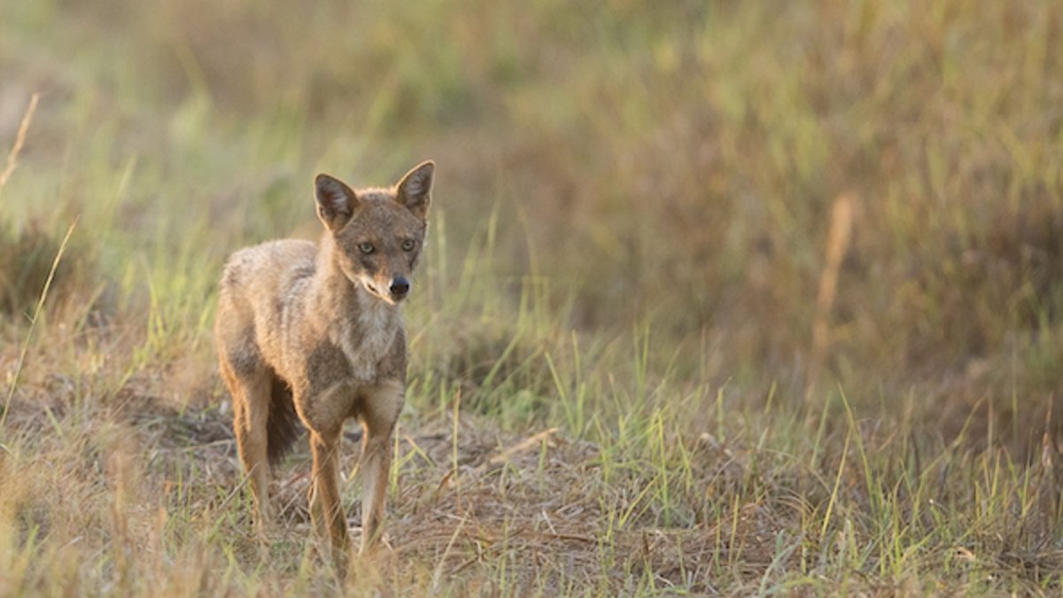 Горная корова Абхазия