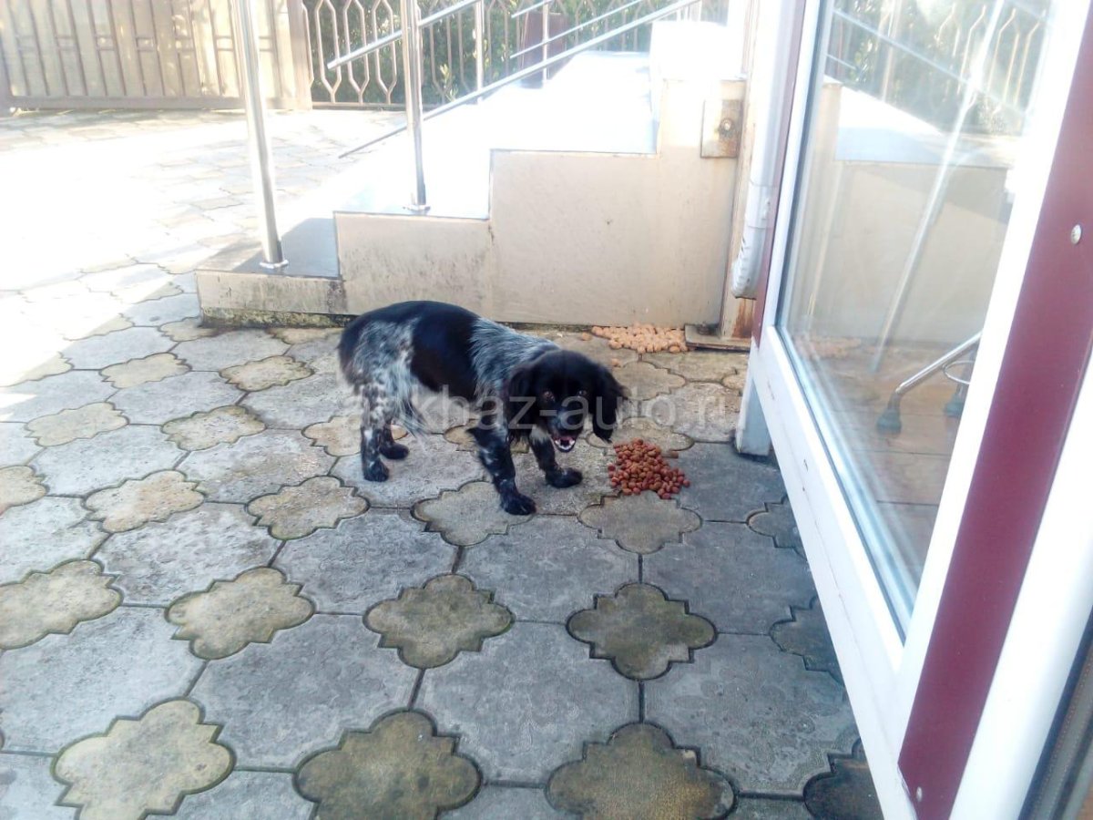 Леопард Килли