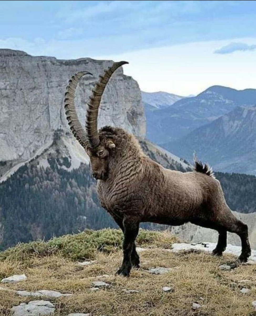 Животные из инстаграма