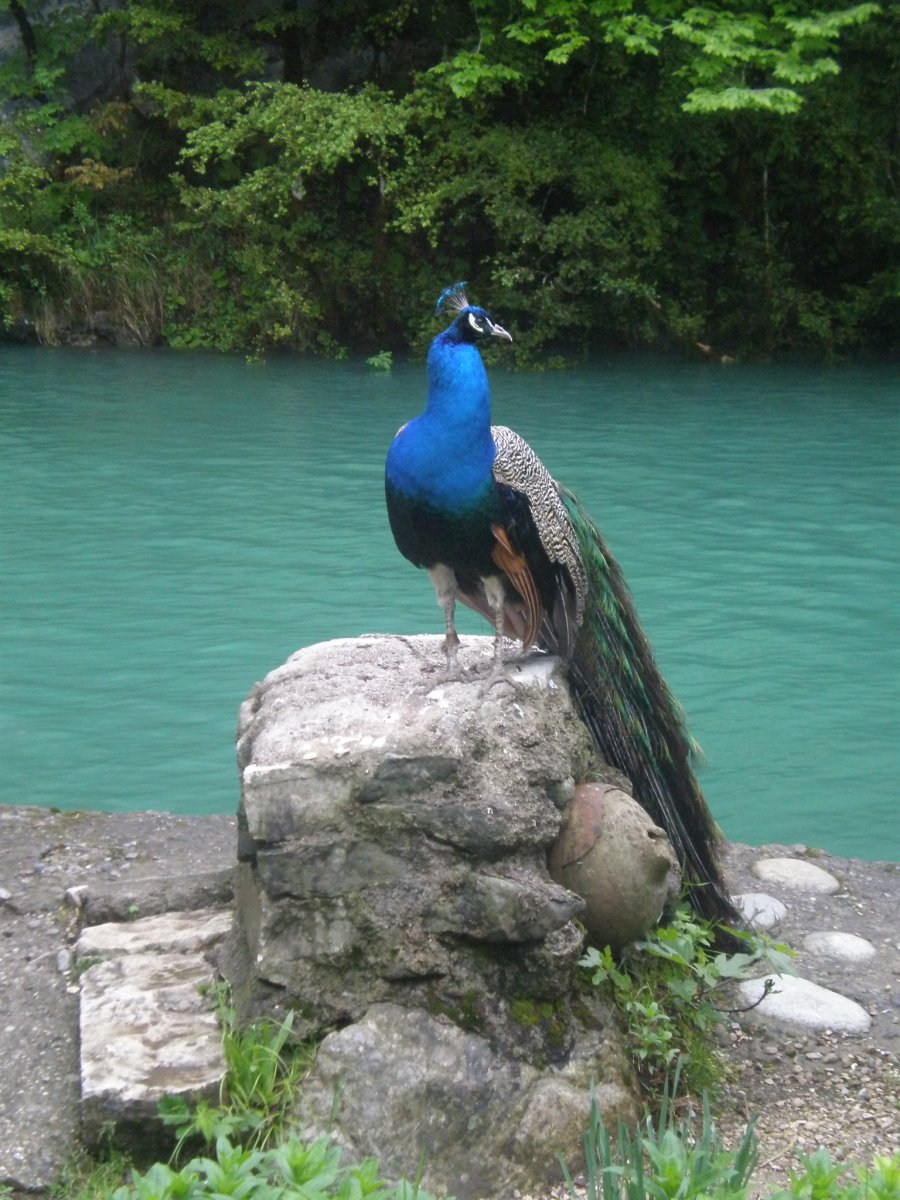 Чепрачный Шакал животное