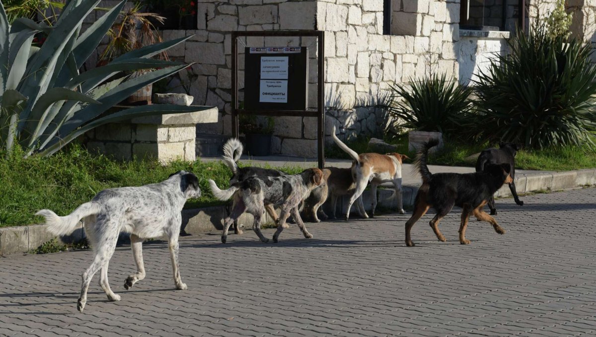 Озеро Рица голубое озеро Павлин