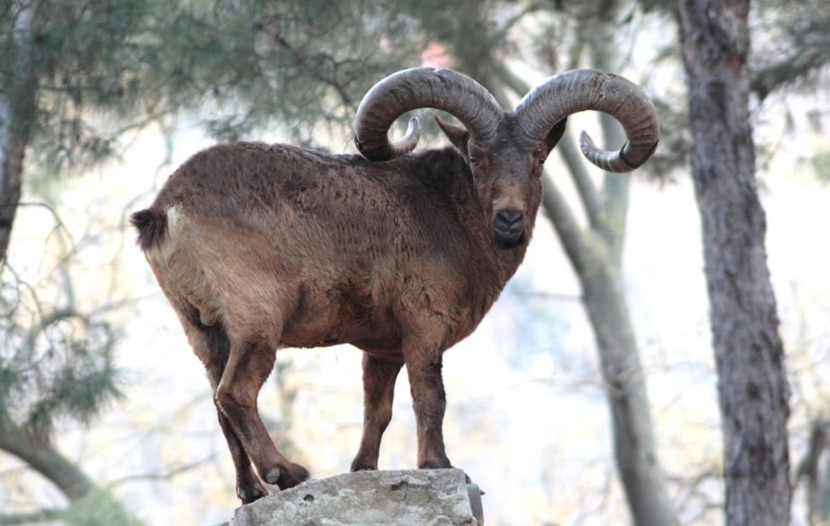 Хонза Рехачек