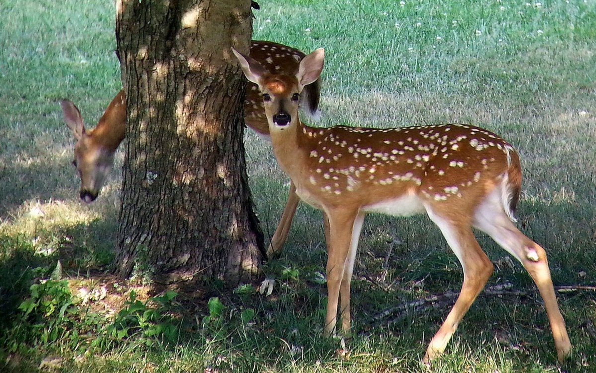 Группа помощи животным в Абхазии