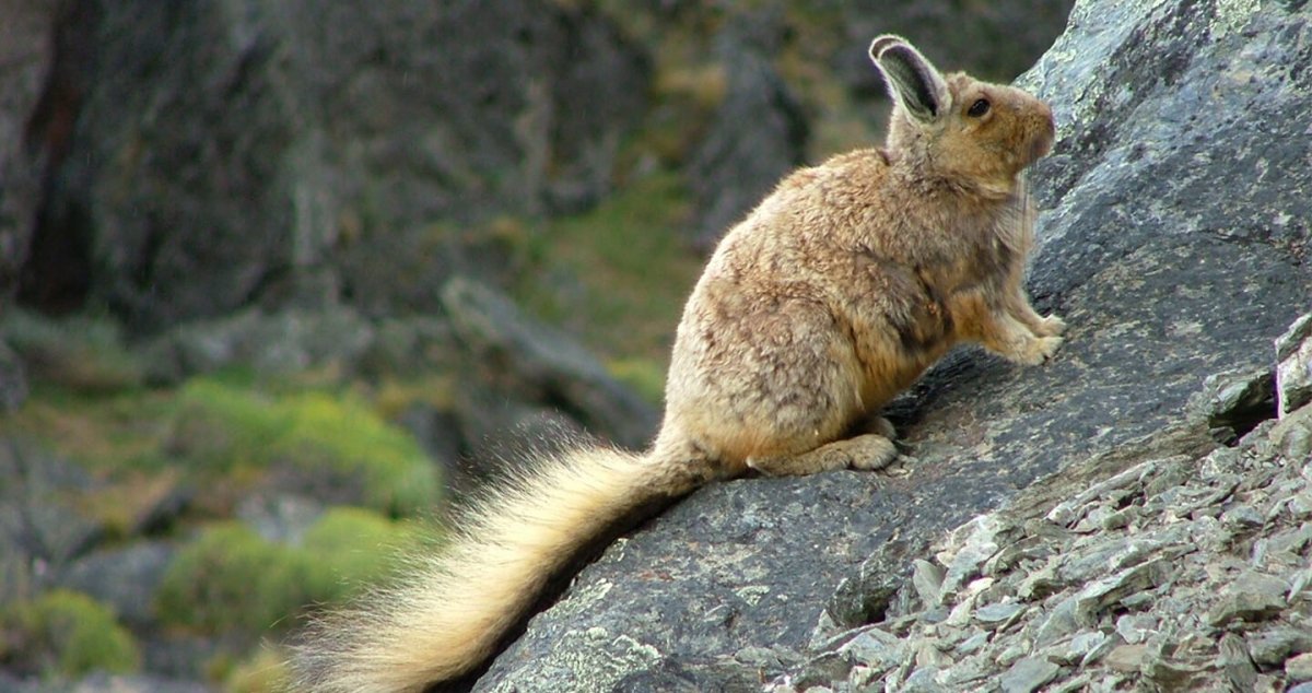 Бездомные собаки Абхазии