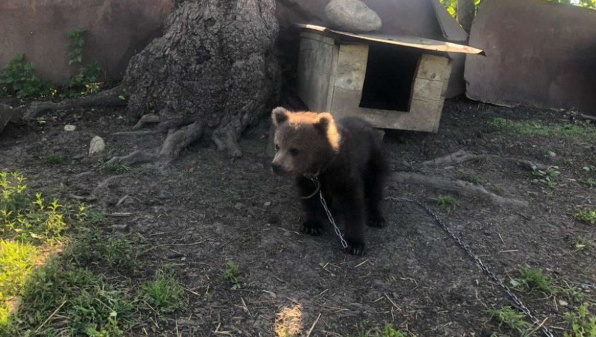 Леопард Клеопатра и ее тень