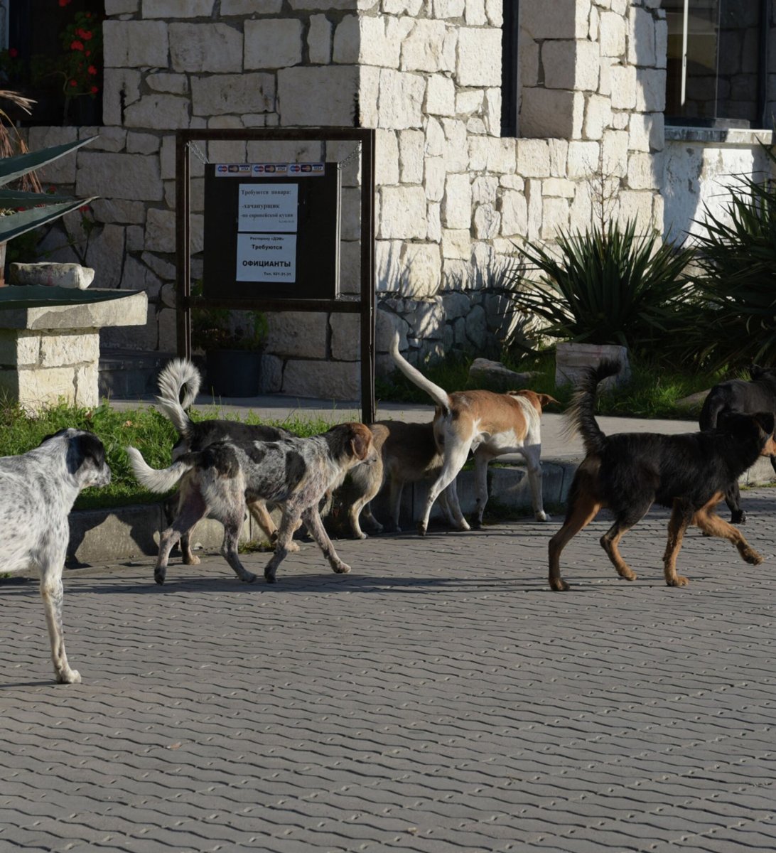 Тункинский национальный парк олень