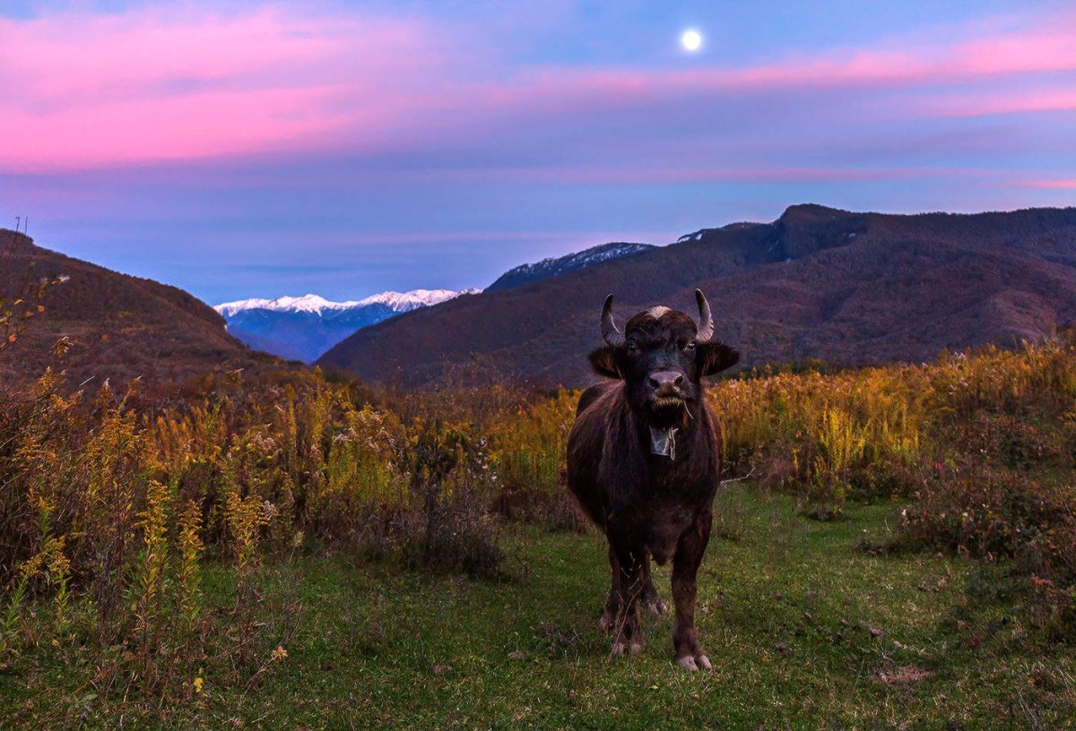 Животные Абхазии